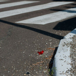 Zebra crossing with poppy