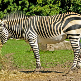 Zebra