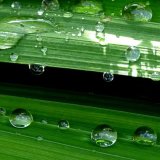 After the rain