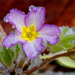 H.C. Frozen Primula. Sue Merrington. Judge: Ray Bell.