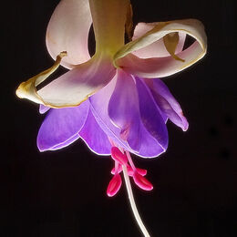 3rd. Fuschia. Sue Merrington. Judge: George Richardson.