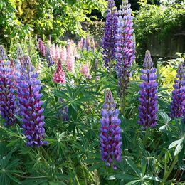 lupins