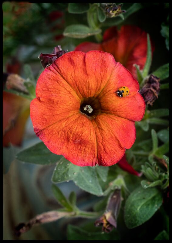 1st, Petunia and friend. John Humphries. Judge: Janet Long