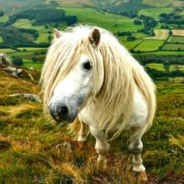pony