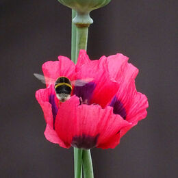 poppy