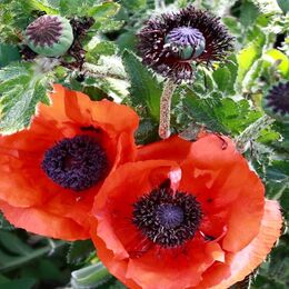 poppys