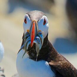 puffin