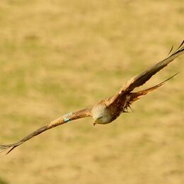 kite