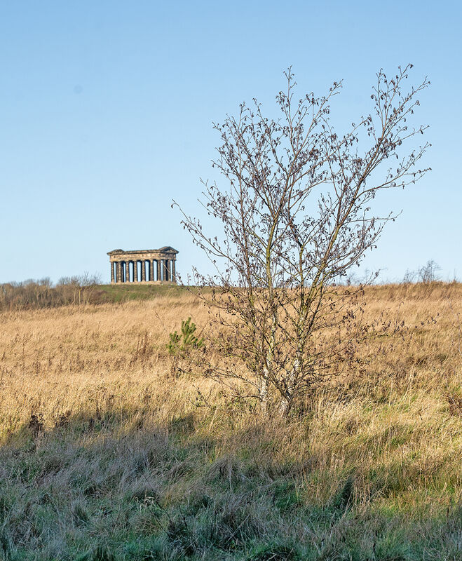 H.C. Single tree. John Humphries. Judge: John Stephenson.