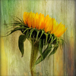1st.Textures and layers. Sue Merrington. Judge: The Members