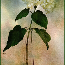 1st.Textures and layers. Sue Merrington. Judge: The Members