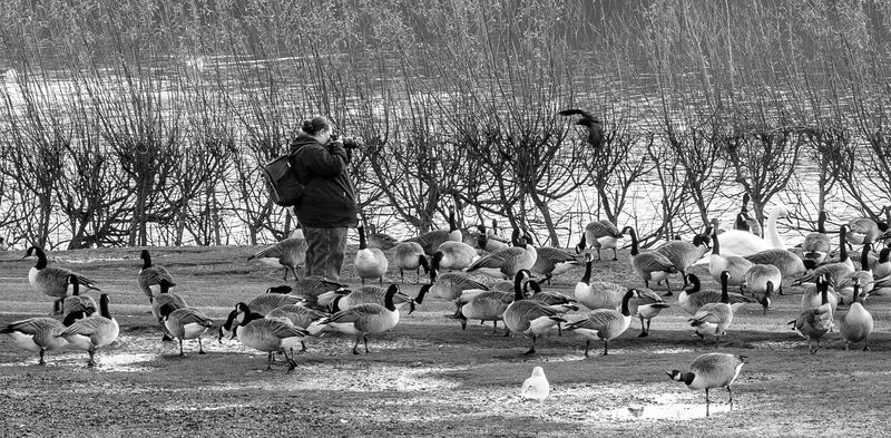 3rd. Watch the birds. John Humphries. Judge: John Stephenson