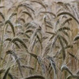 wheat
