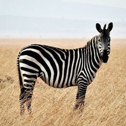 zebra