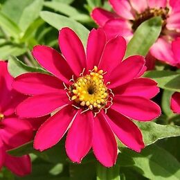 zinnia