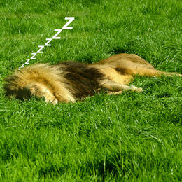 zzzzz