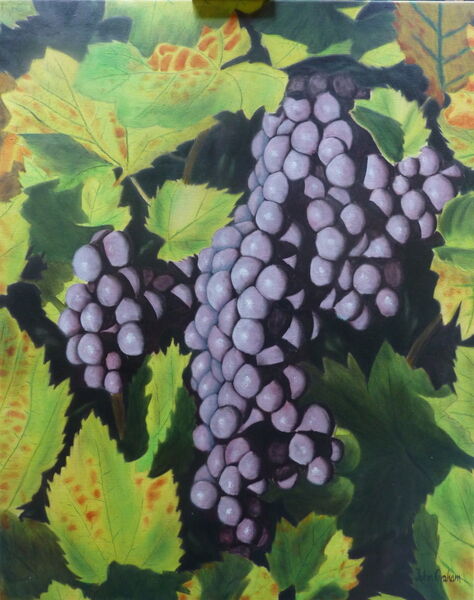 Black Grapes in Autumn Sun