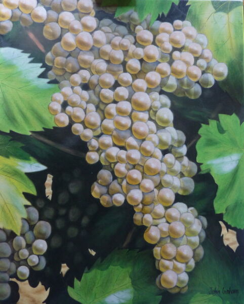 White Grapes in Summer Sun