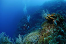 Reef Wall, Maria La Gorda