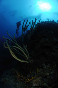 Reef Top, Maria La Gorda