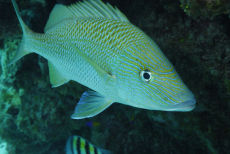 Bluestriped Grunt  <i>Haemulon sciurus</i>