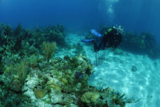 Diver in Sand Channel, Maria La Gorda