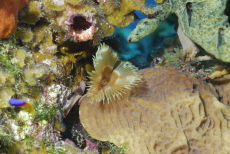 Split-crown Feather Duster  <i>Anamobaea orstedeii</i>