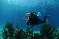 Diver with Spiny Lobster  <i>Panulirus argus</i>