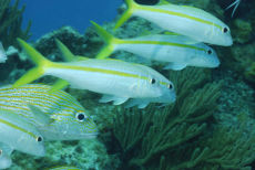 Yellow Goatfish  <i>Mulloidichthys martinicus</i>