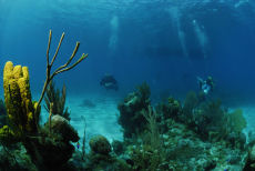 Decompressing on the fore-reef, Maria La Gorda