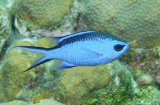 Blue Chromis  <i>Chromis cyanea</i>