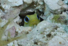 Yellowhead Jawfish  <i>Opistognathus aurifrons</i>