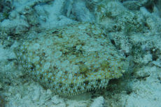 Peacock Flounder  <i>Bothus lunatus</i>