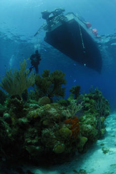 Coral heads beneath the dive boat