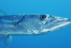 Great Barracuda  <i>Sphyraena barracuda</i>