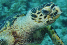 Hawksbill Turtle  <i>Eretmochelys imbriocota</i>