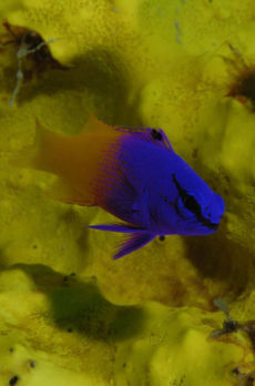 Fairy Basslet  <i>Gramma loreto</i>