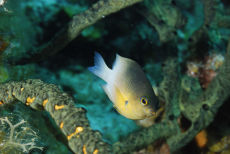 Beaugregory Damselfish  <i>Stegastes leucostictus</i>