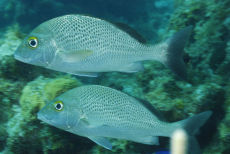 White Margate Grunt  <i>Haemulon album</i>