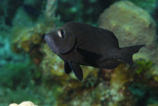 Adult Beaugregory Damselfish  <i>Stegastes lecostictus</i>