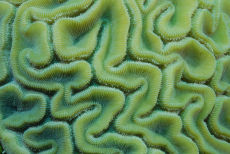 Grooved Brain Coral,  <i>Diploria labrynthiformis