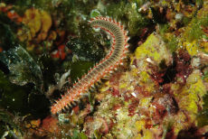Bearded Fire Worm  <i>Hermodice carunculata</i>