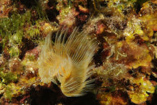 White Tufted Worm  <i>Protula tubularia</i>