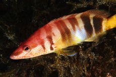 Painted Comber  <i>Serranus scriba</i>
