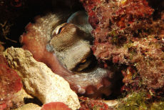 Common Octopus  <i>Octopus vulgaris</i>