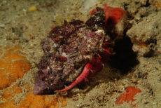 Red Hermit Crab  <i>Dardanus calidus</i>