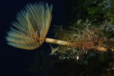 Spiral Tube Worm  <i>Spirographis spallanzani</i>