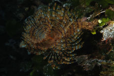 Spiral Tube Worm  <i>Spirographis spallanzani</i>