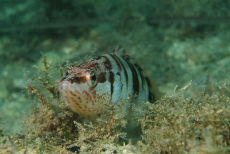 Painted Comber  <i>Serranus scriba</i>