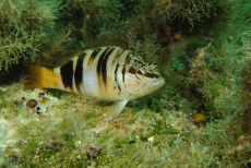 Painted Comber  <i>Serranus scriba</i>